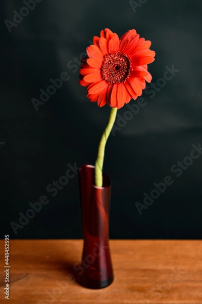 Obraz red gerbera in a vase