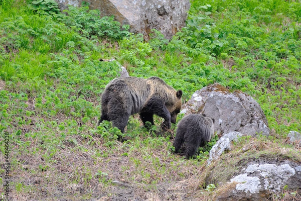 Obraz 高山植物を食べるヒグマの親子（北海道・知床）
