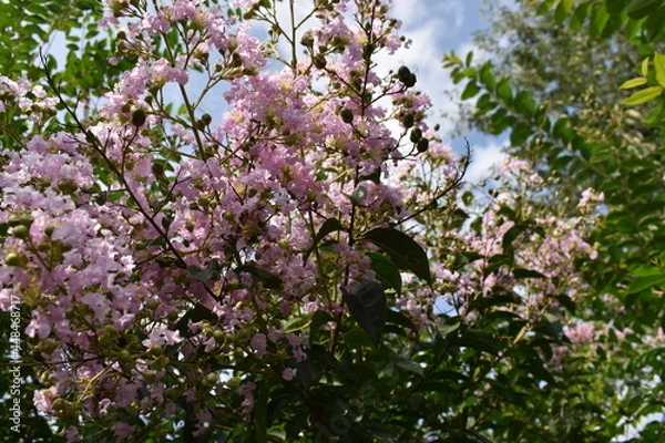 Fototapeta flowers in spring