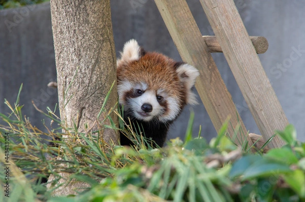 Obraz 見つめるレッサーパンダ / Red Panda watching you