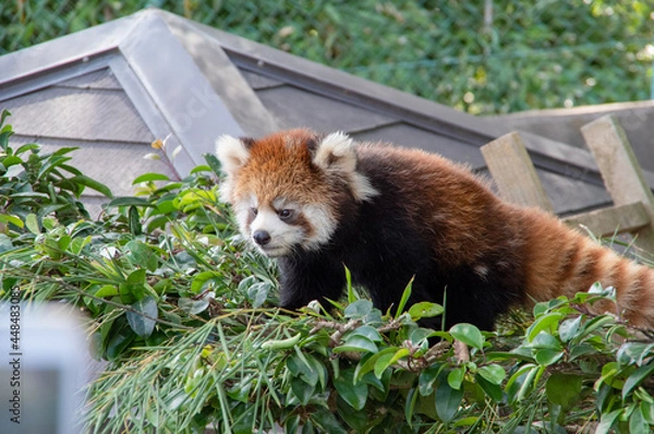 Fototapeta 木の上のレッサーパンダ / Red Panda on the tree