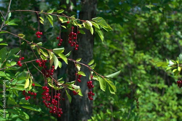 Obraz красная черемуха