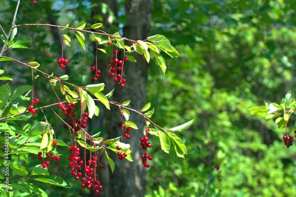 Fototapeta красная черемуха