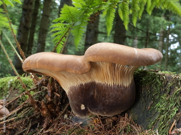 Obraz Samtfußkrempling