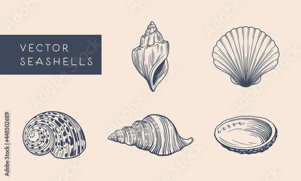 Obraz vector seashells