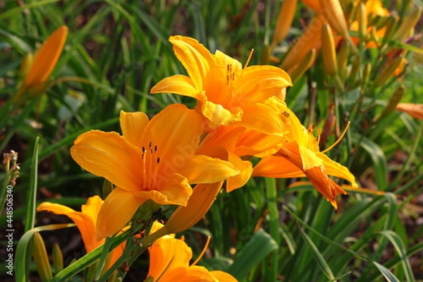 Fototapeta Żółte lilie (Hemerocallis) rosnące w ogrodzie