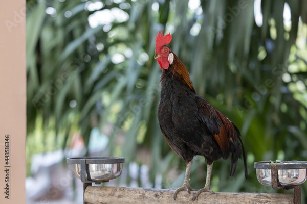 Obraz Jungle fowl