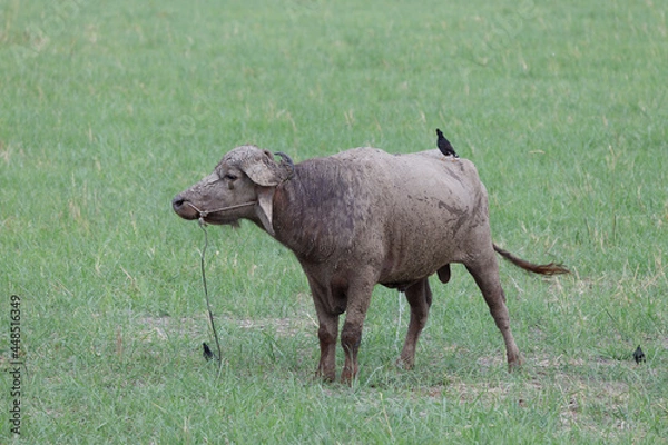 Obraz The buffalo whose body is muddy.