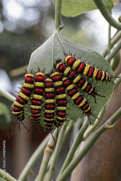 Obraz Caterpillars