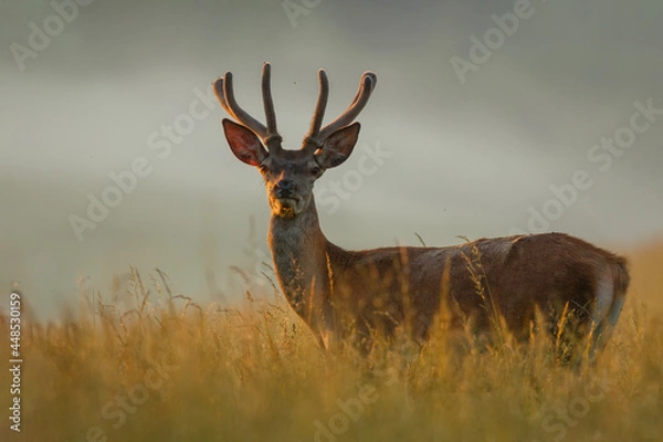 Fototapeta Young red deer standing in the high grass. Animal lit by morning sun rays with fog in the background. Stag with antlers covered in velvet. Red deer, Cervus elaphus, wildlife, Slovakia.