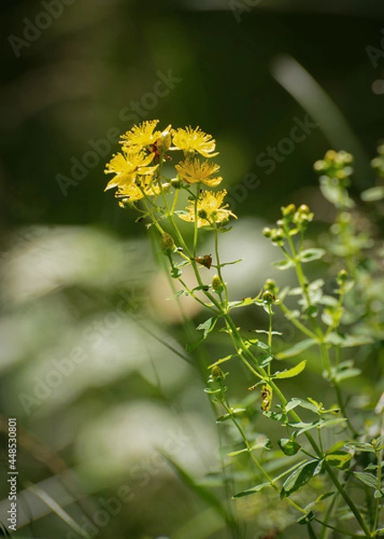 Obraz Perforate St John´s wort