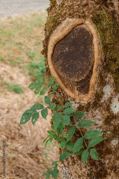 Fototapeta Close-up tree trunk, bark with moss
