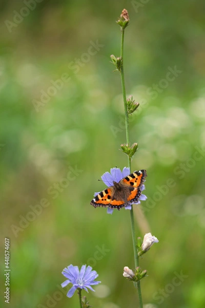 Fototapeta Small tortoiseshell butterfly (Aglais urticae) on a blue chicory flower. Selective focus. A bright foxy red colour butterfly on a natural green blurred background.  It is national butterfly of Denmark