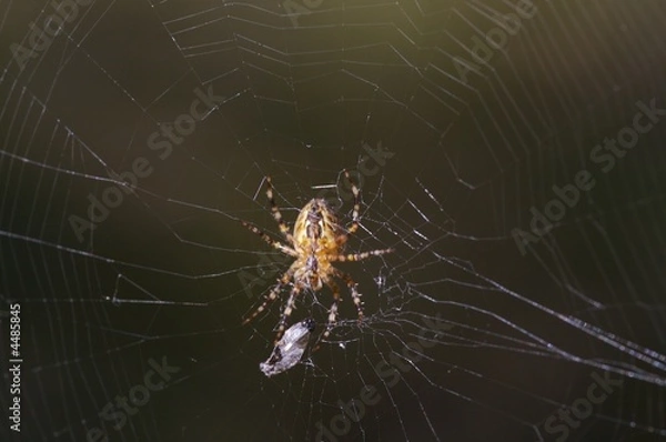 Fototapeta spiderman prototype 14