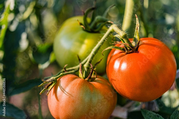 Obraz Garden tomatoes on the bush. Spicy vegetables on the farm. Growing natural tomatoes in natural conditions without pescides. Non-GMO products. Selective focus.