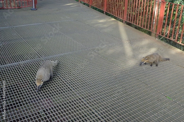 Obraz animals, wildlife