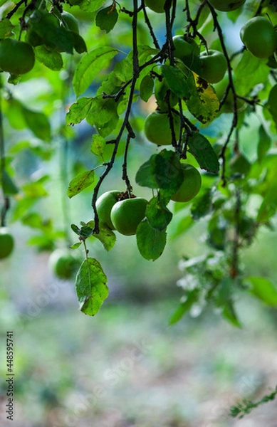Obraz green apples on a branch