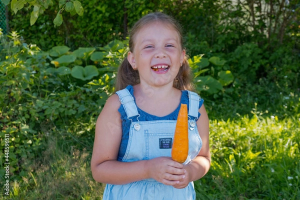 Fototapeta Girl is eating fresh carrots in the garden. 