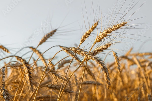 Fototapeta Ripe ears of wheat in the field on the setting sun.