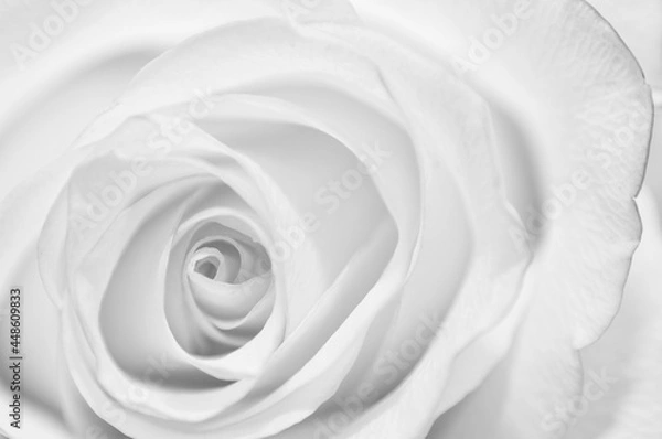 Fototapeta Bud of rose