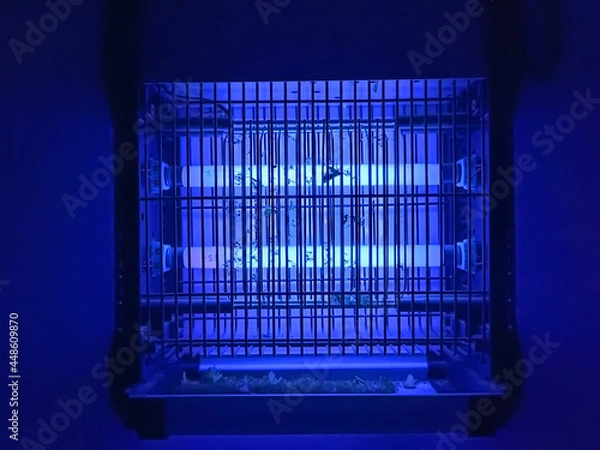 Obraz electric mosquito and insect zapper with blue lights turned on