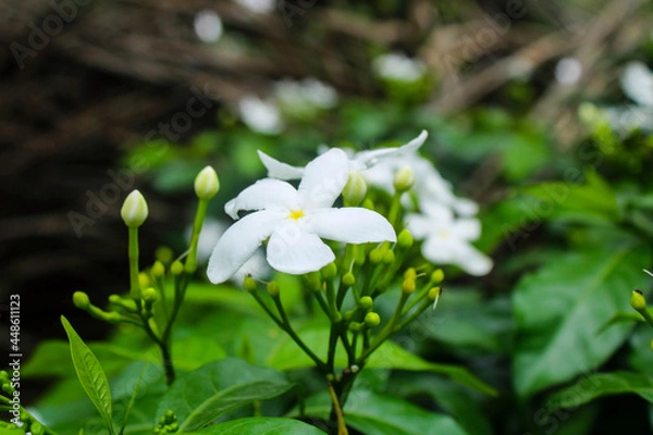 Obraz White flower with smooth background.Nature.