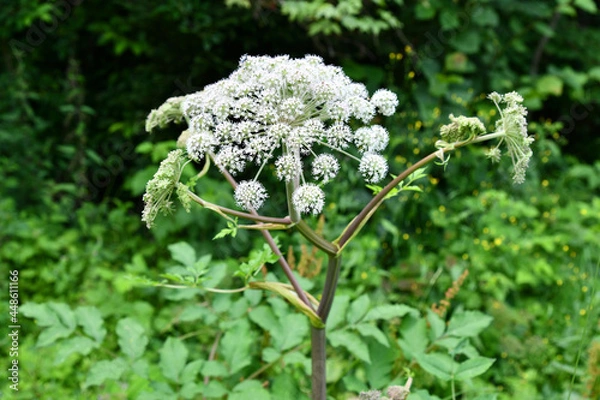 Obraz Wald-Engelwurz