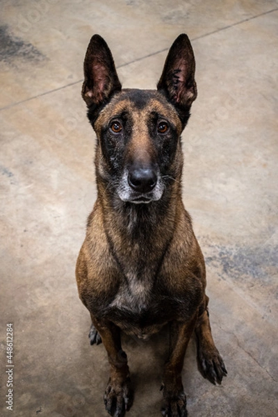 Fototapeta stoic dog