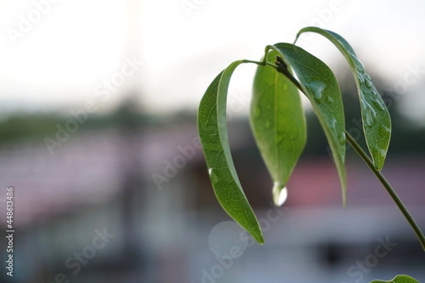 Fototapeta a plant in the garden in front of the house in the morning