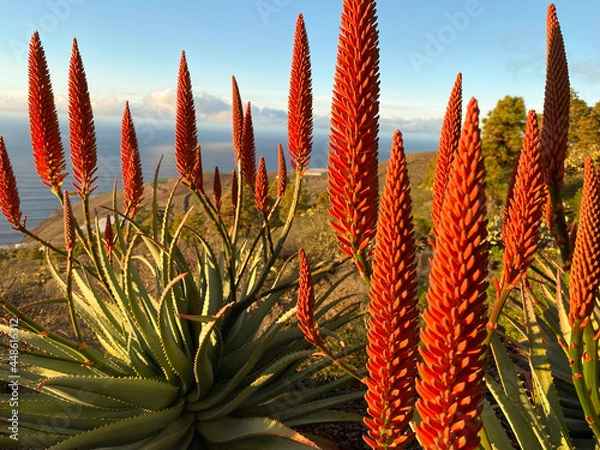 Obraz Aloe Vera Plant