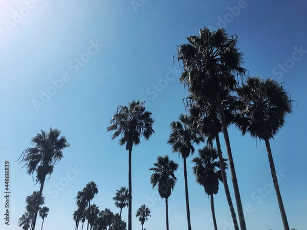 Obraz Palm trees