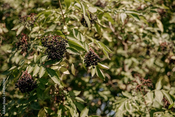 Obraz blackberry on the tree