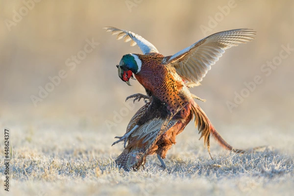 Fototapeta Males fight for the area in the meadow, Common Pheasant
