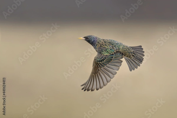 Obraz Fall flight to the meadow, Common Starling