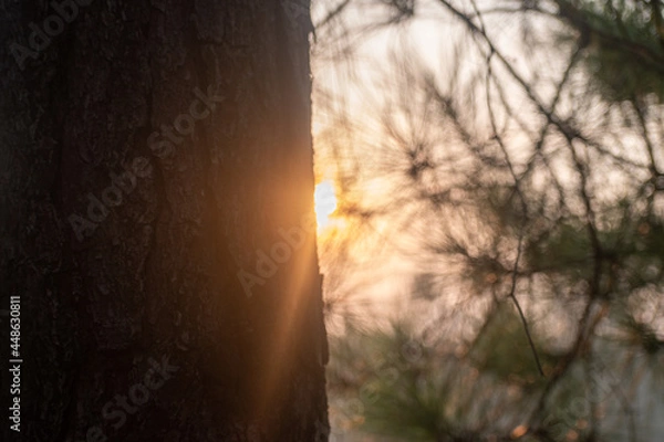 Fototapeta sun rays through the trees