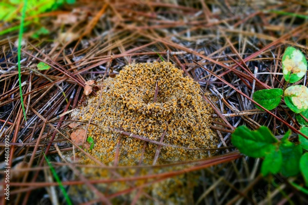 Fototapeta tiny home