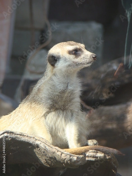 Obraz meerkat on guard duty