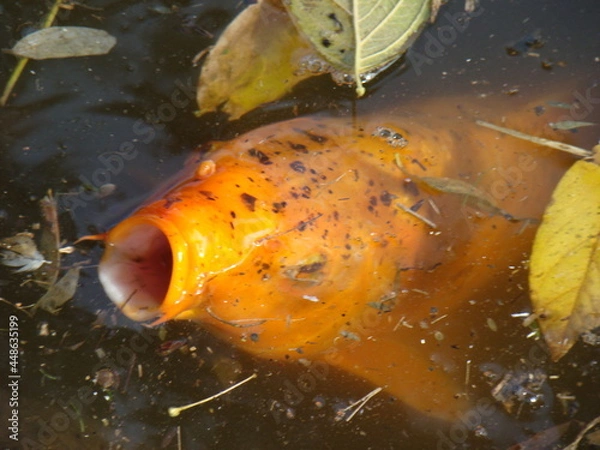 Obraz fish in the water