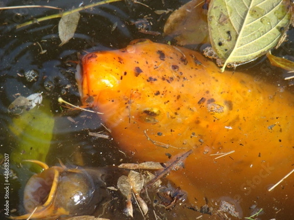 Obraz fish in the water