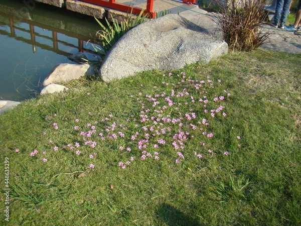 Obraz flowers on the river