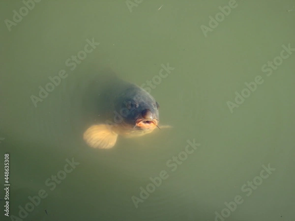 Obraz fish swimming in the water