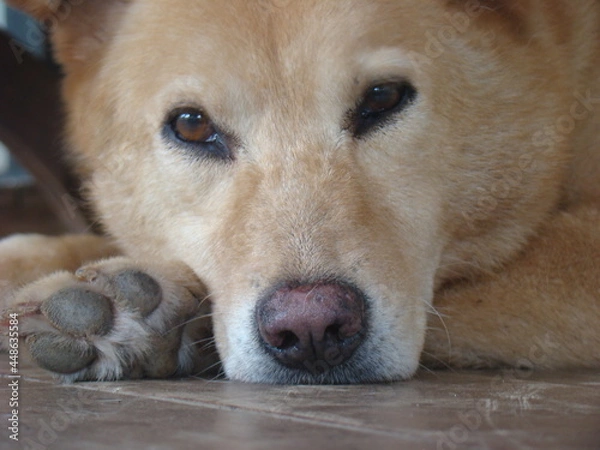 Obraz portrait of a dog