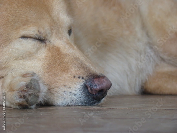 Obraz dog sleeping on the floor