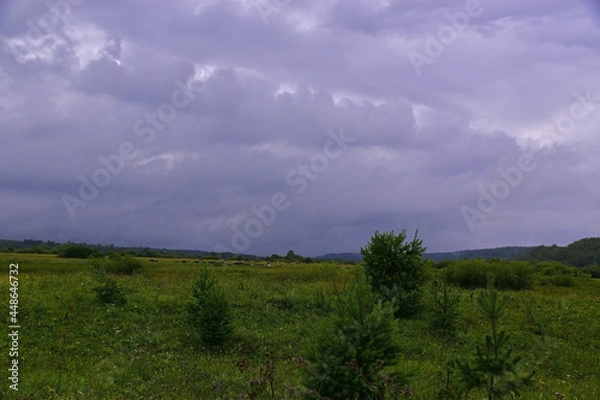 Fototapeta A herd of cows under the clouds of a rainy cyclone.