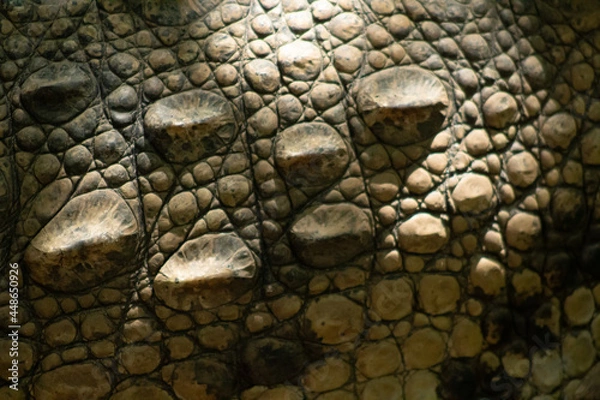 Obraz Piel de lagarto