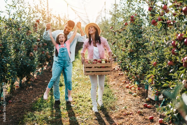 Fototapeta Happy family enjoying together while picking apples in orchard.