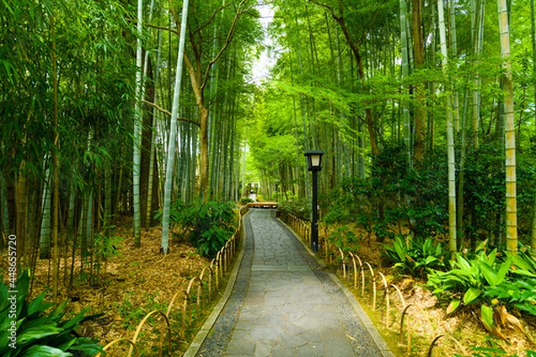 Obraz 修善寺温泉の風景写真