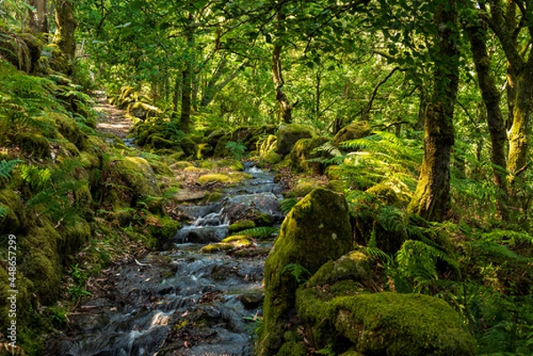 Fototapeta Stream of water running down a forest hiking path, an ancient roman road, surrounded by moss-covered rocks, near Lindoso, Peneda-Gerês National Park, Viana do Castelo district, Portugal