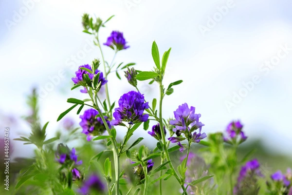 Obraz blooming clover