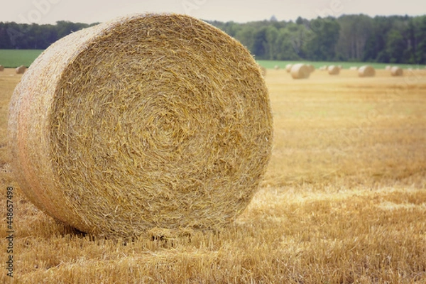 Obraz Round hay bale